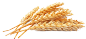小麦